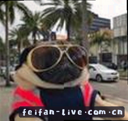 吴静